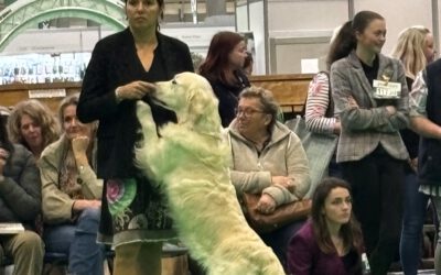 6-8 March 2025: CRUFTS