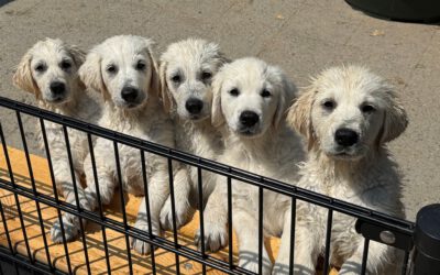 The last puppies by Lexie & Olof left our home