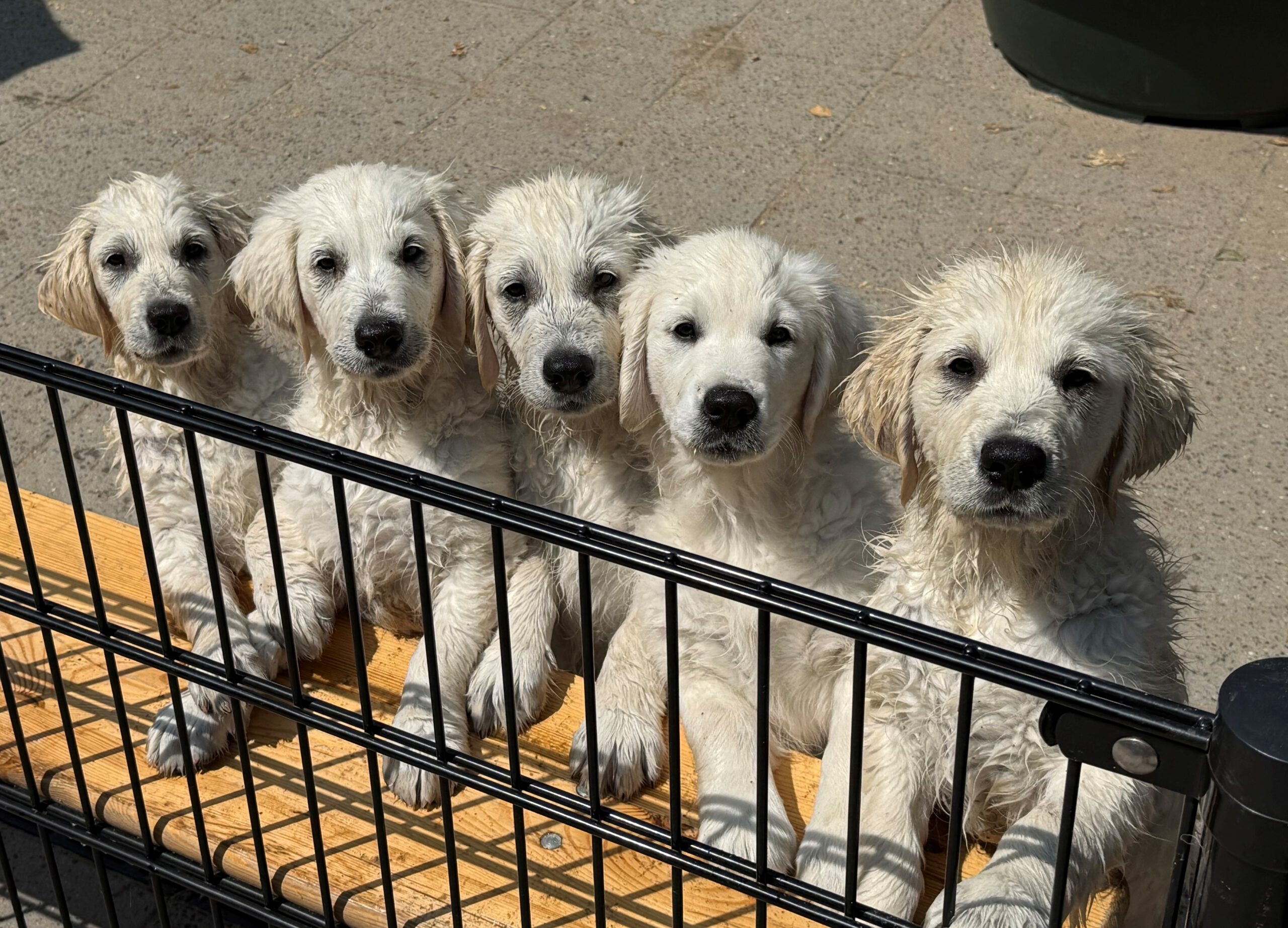 Puppies 1
