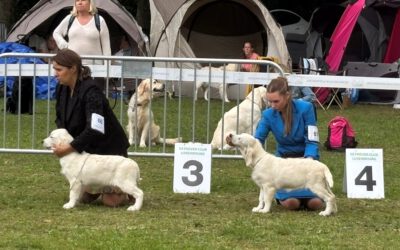 27 July 2025: Retriever Clubshow Luxembourg