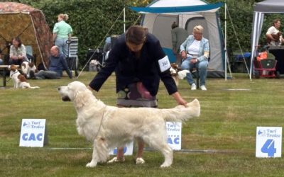 5 July 2025: Dogshow Hoogeveen ‘Turf Trofee’ (NL)