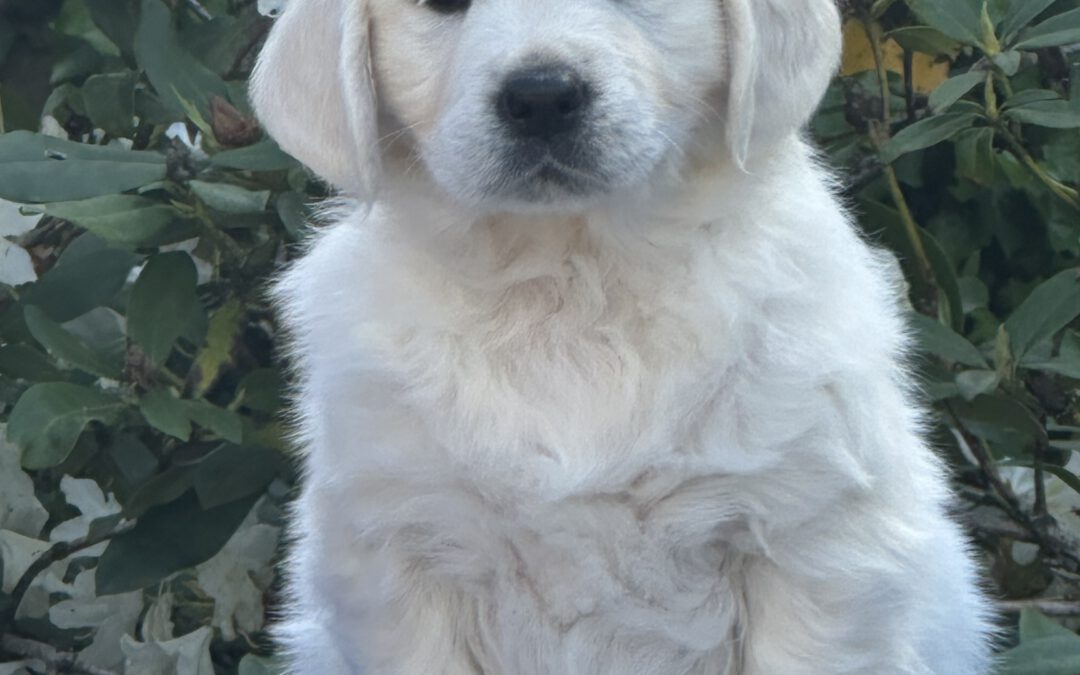 Meet our new girl Giorgia!
