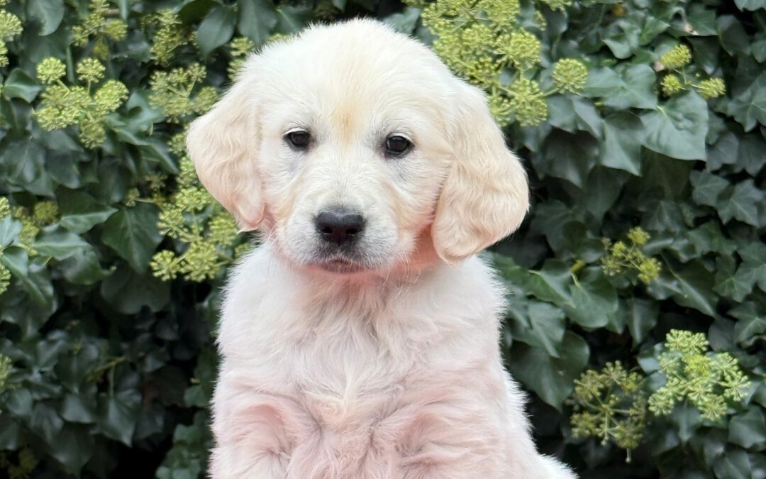 Meet our new girl Giulietta!