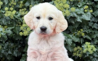 Meet our new girl Giulietta!