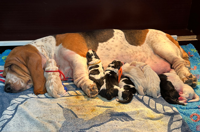 Our puppies out of Phoebe & Raven arrived!