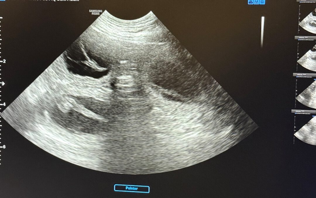 Guilia is expecting puppies by Olof in August!!