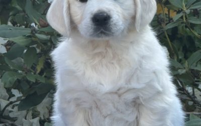 Meet our new girl Giorgia!